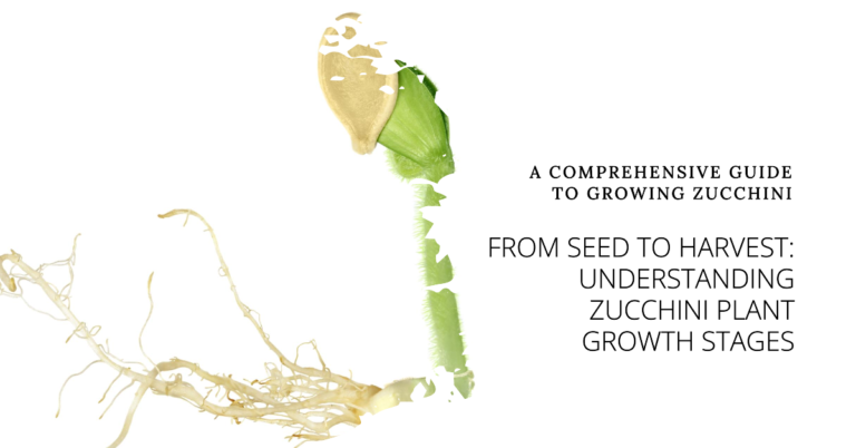 Zucchini Plant Growth Stages - Understanding the Life Cycle