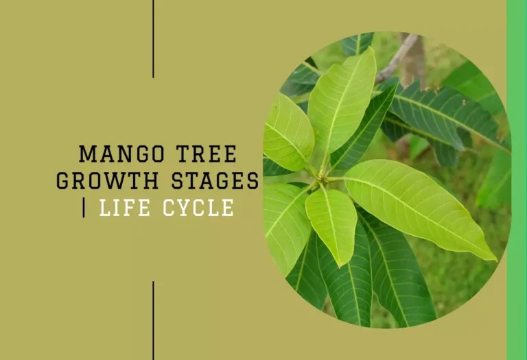 Mango Tree Growth Stages | Life Cycle