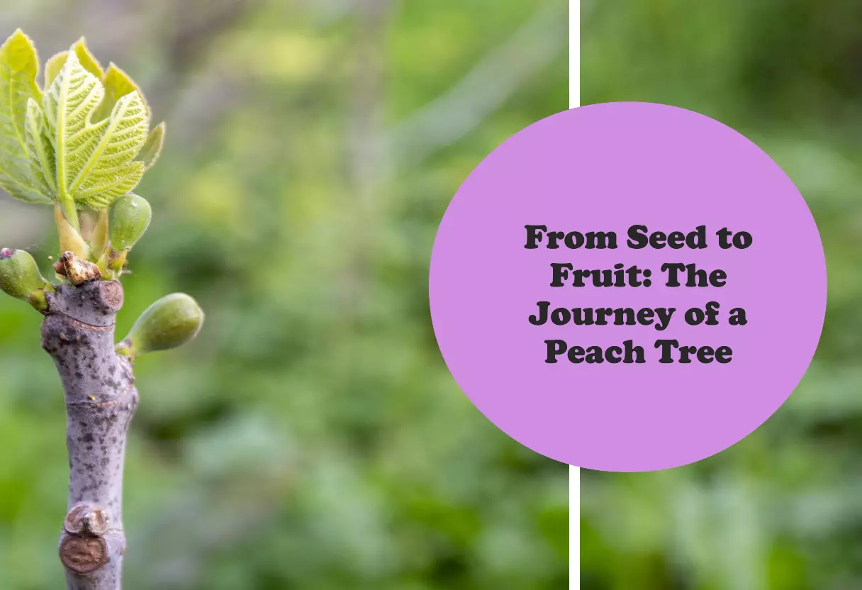 Peach Tree Growth Stages: A Journey from Seed to Fruit