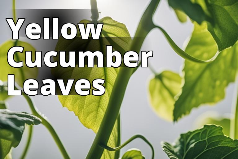cucumber plant leaves turning yellow