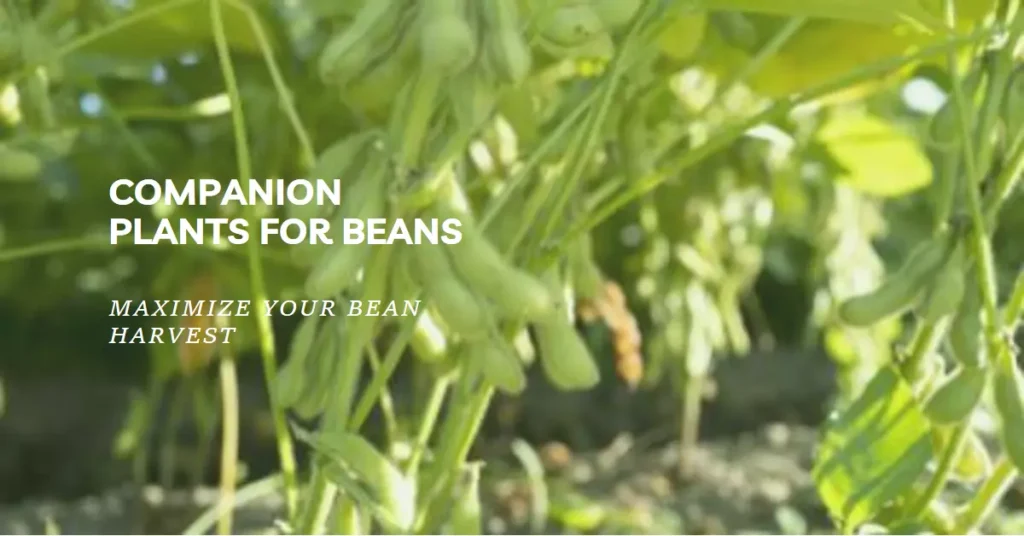 Companion Plants for Beans