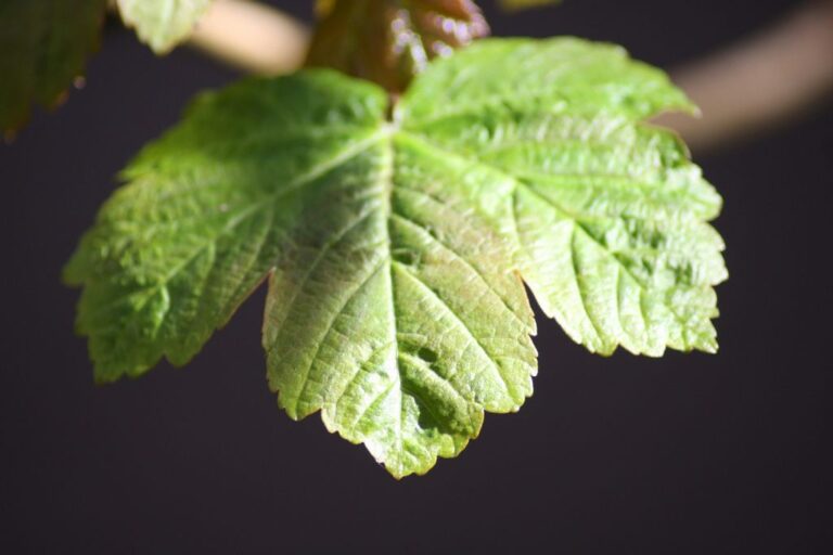 How to Propagate a Croton Plant