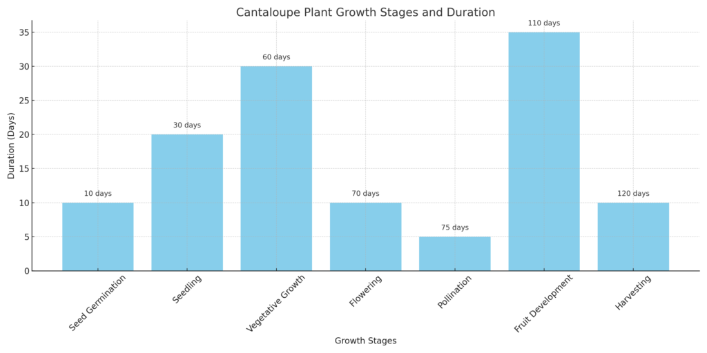 Cantaloupe Plant Growth Stages