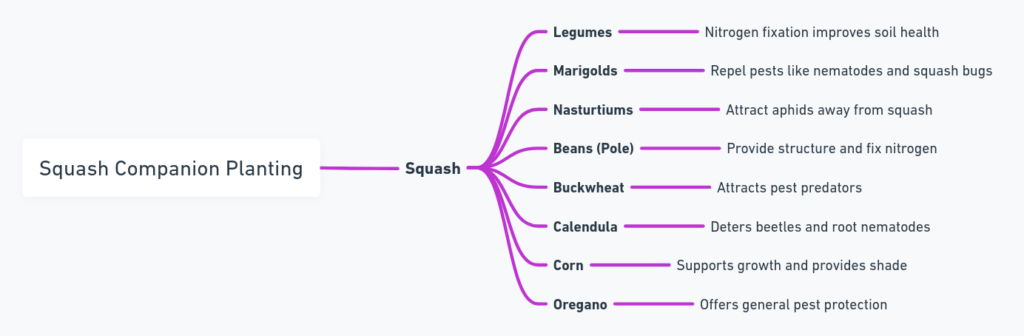 Mind Map of Squash Companion Planting