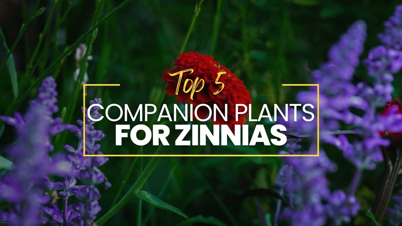 Zinnia Companion Plant